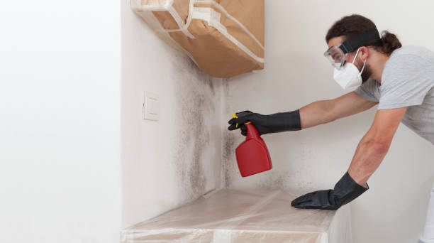 Basement Mold Remediation treatment on basement walls in Airville